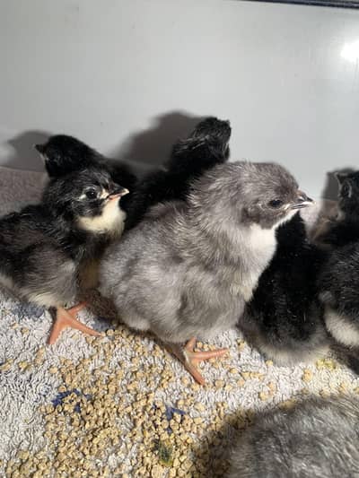australorp |Heritage australorp| black ,blue , white australorp chicks
