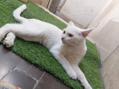 percian cat male