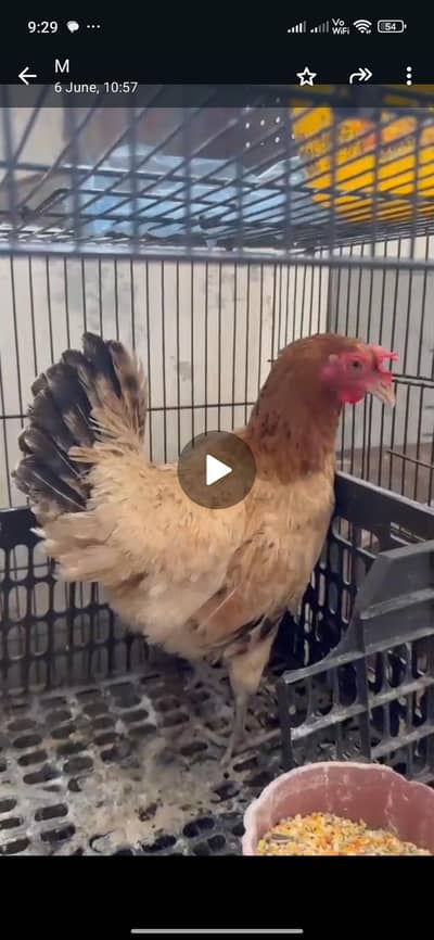 healthy and active bolna wala hand tame