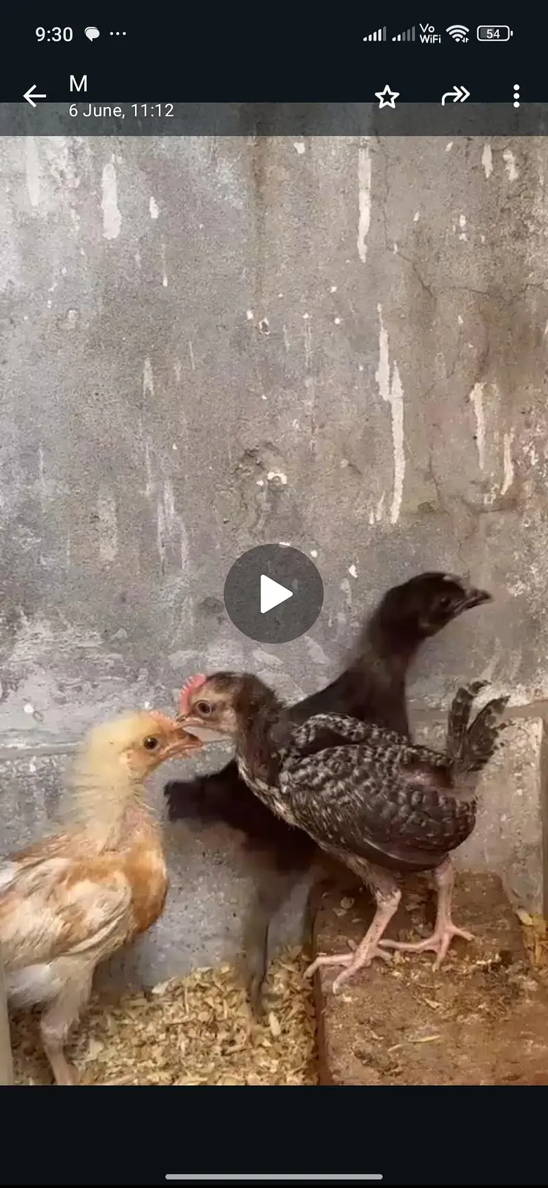healthy and active bolna wala hand tame — photo 2