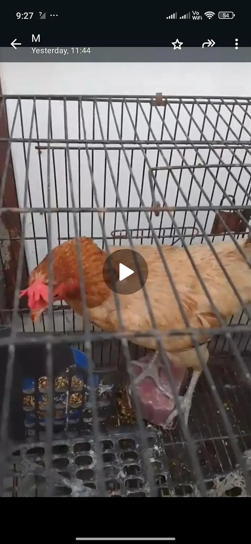 healthy and active bolna wala hand tame — photo 3