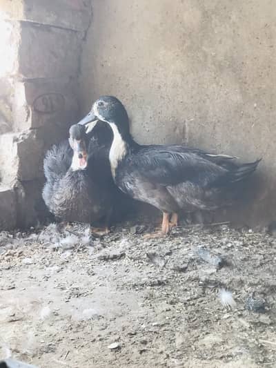 Ducks pair for sale