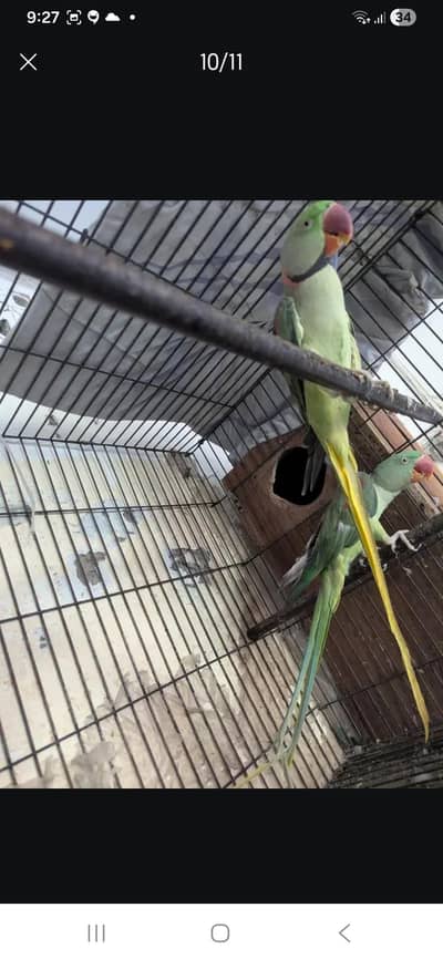 green parrot for sale in lahore ph 03367076343