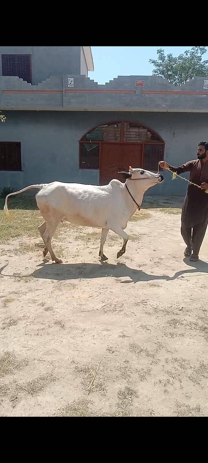 پیور فتح جنگی گائے۔دانت سے نیو 8 دانت۔5 مہینے کی کنفرم پریگننٹ ۔لوکیشن 1