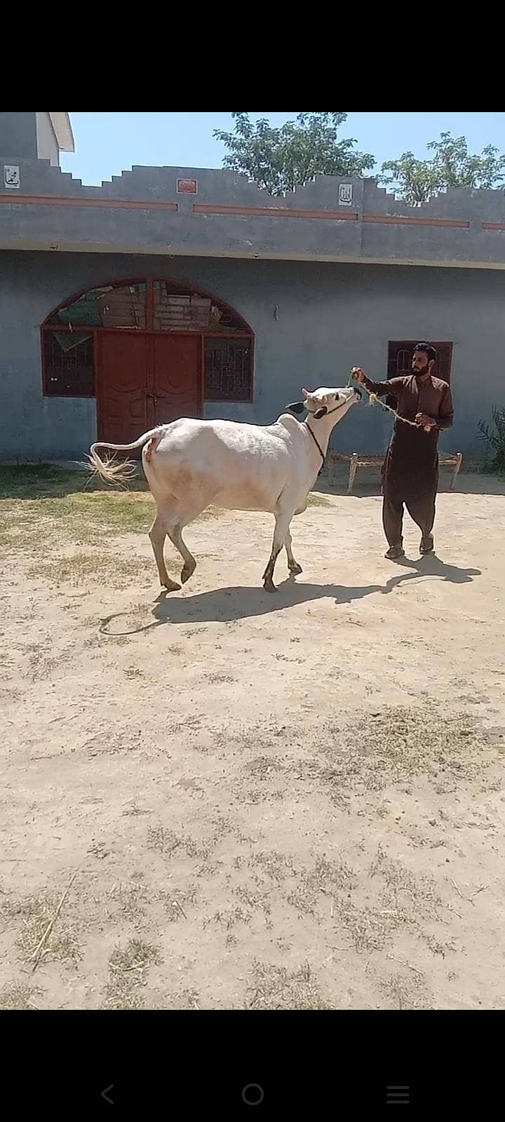پیور فتح جنگی گائے۔دانت سے نیو 8 دانت۔5 مہینے کی کنفرم پریگننٹ ۔لوکیشن 2