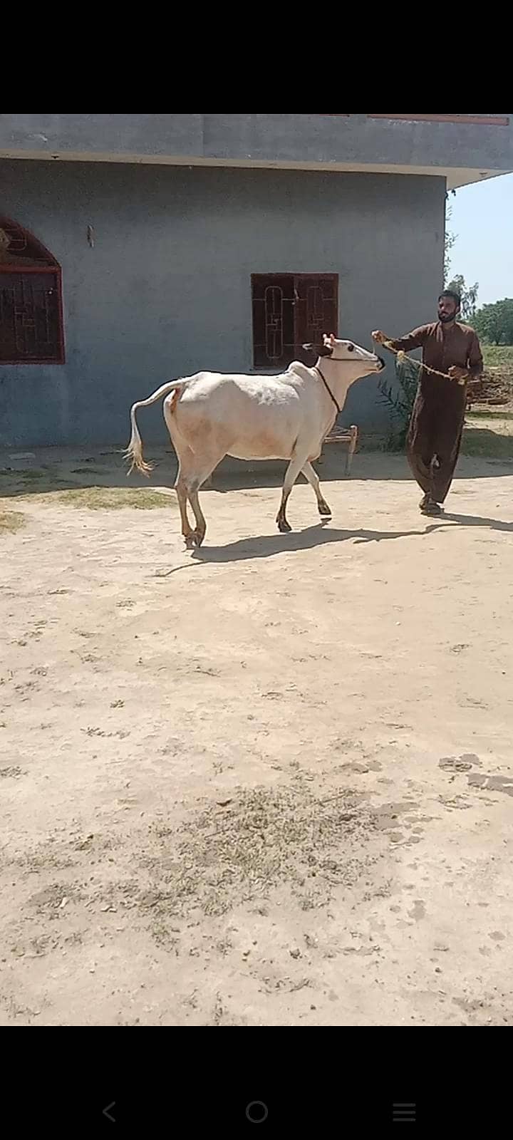 پیور فتح جنگی گائے۔دانت سے نیو 8 دانت۔5 مہینے کی کنفرم پریگننٹ ۔لوکیشن 4