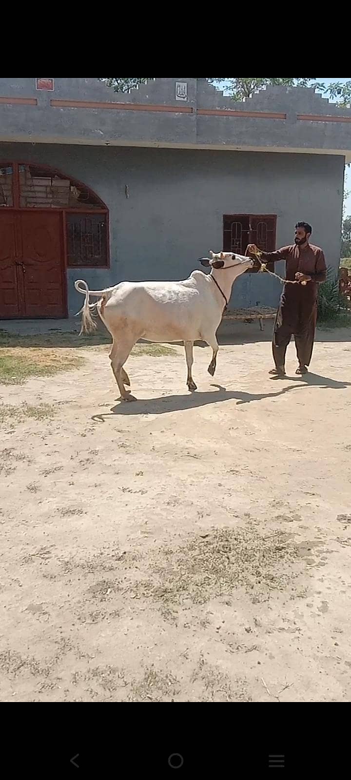 پیور فتح جنگی گائے۔دانت سے نیو 8 دانت۔5 مہینے کی کنفرم پریگننٹ ۔لوکیشن 5