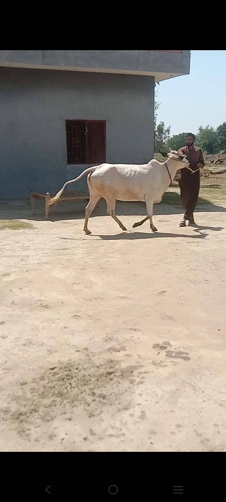 پیور فتح جنگی گائے۔دانت سے نیو 8 دانت۔5 مہینے کی کنفرم پریگننٹ ۔لوکیشن 6