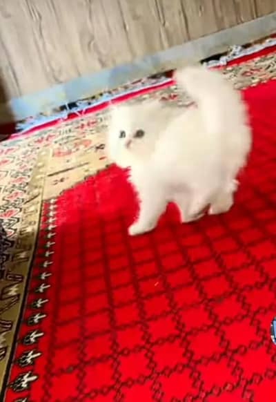 (Persian female kitten) (for sale all) (Pakistan delivery available)