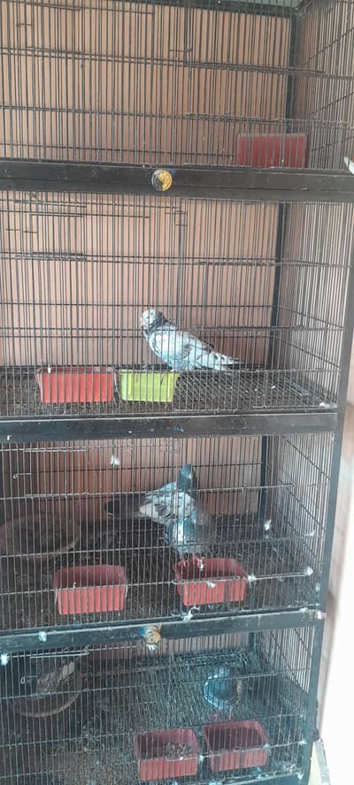 cage for sale condition 10/10