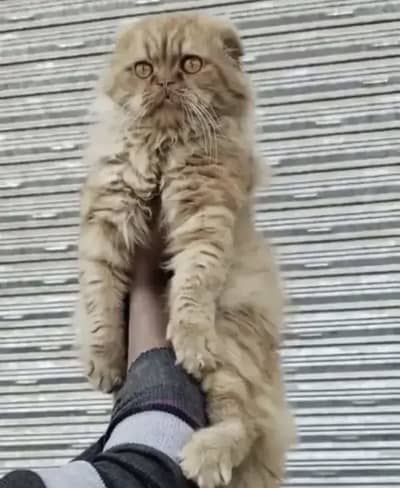 Persian Male