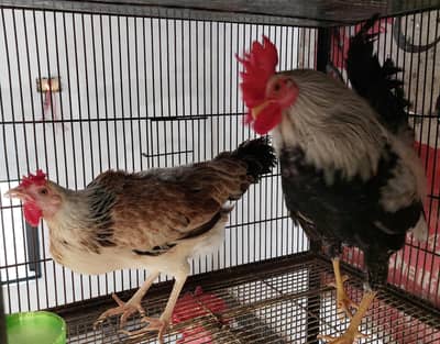 Dandarvi hen Pair Duble Flower Bread