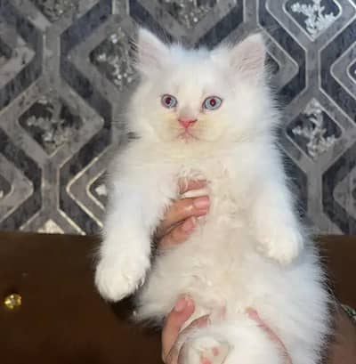 (Persian female kitten) (for sale all) (Pakistan delivery available)