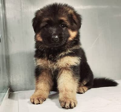 Pure breed German Shepherd puppy.