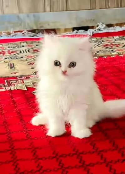 (Persian female kitten) (for sale all) (Pakistan delivery available)