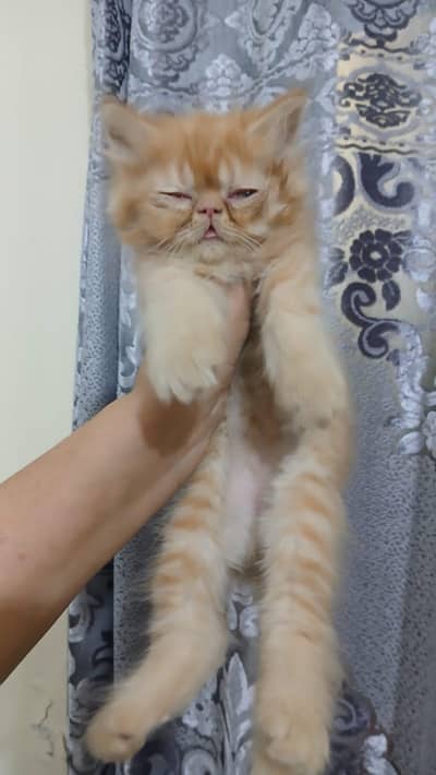 Piki Kittens . for sale