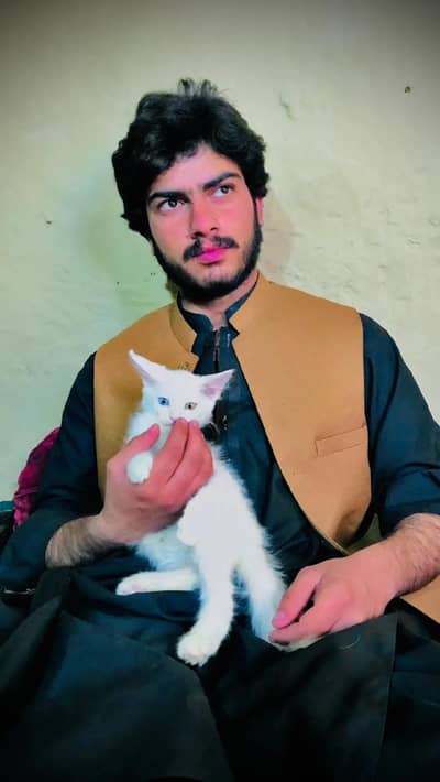 Cat for sell
