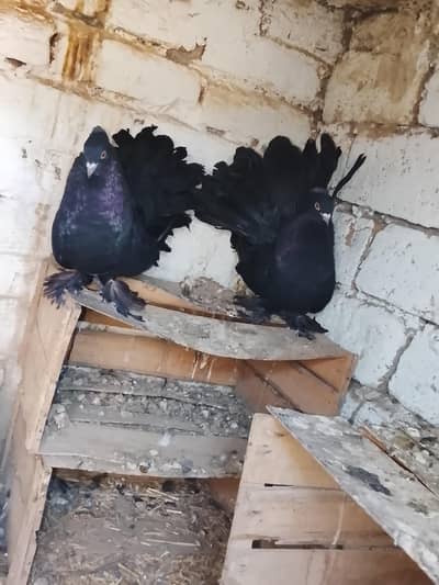 pigeons for sale in black colour pair