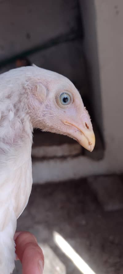 pure aseel chicks available