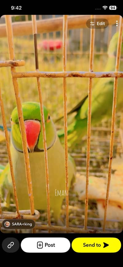 Talking parrots