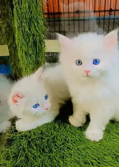 (Persian female kitten) (for sale all) (Pakistan delivery available)