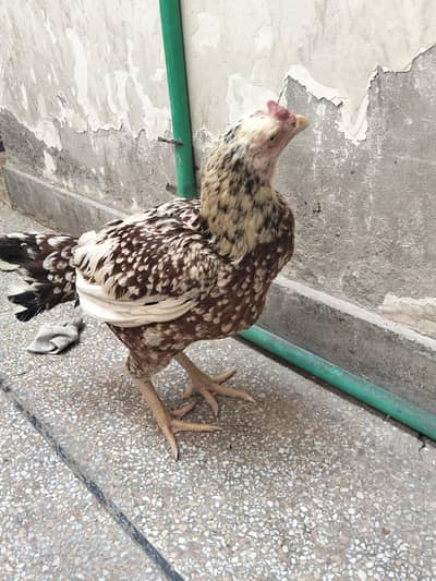 miawali aseel home breeder whole setup for sale