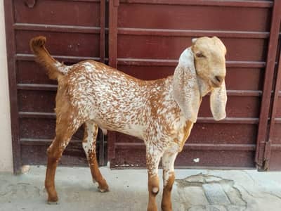 desi Bakra for Sale Call  03405796364