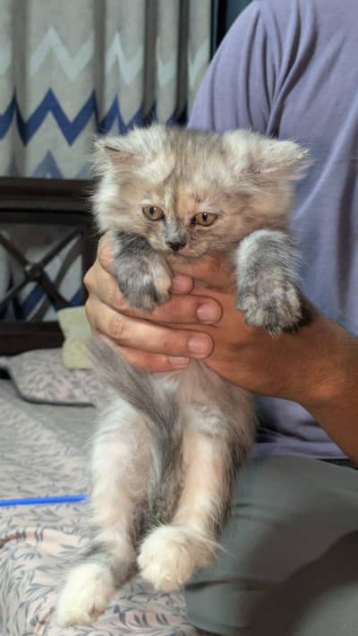 Persian kitten up for sale TRIPLE COAT