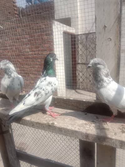 kabooter for sale 800 per