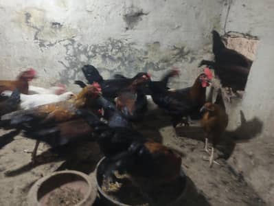 Desi Rooster