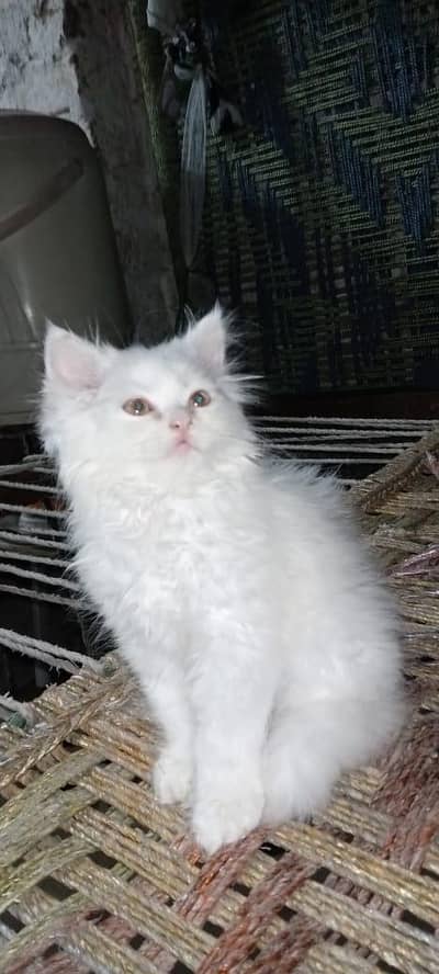HEAVY PERSIAN KITTEN