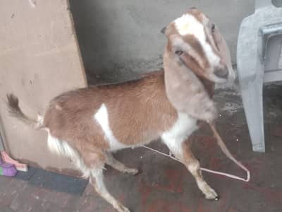 Desi Bakra mashallah shab Kuch kha leta ha