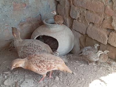 Pure Dakhni teetar chick