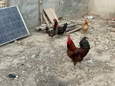 Desi hens