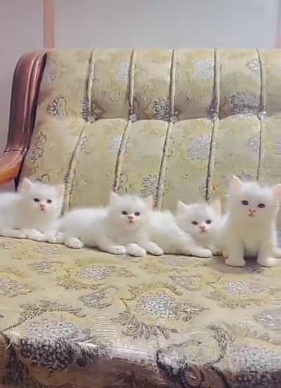 Persian | kittens | Cats | Billi | Kitty | for sale WA |O348|O29O|146