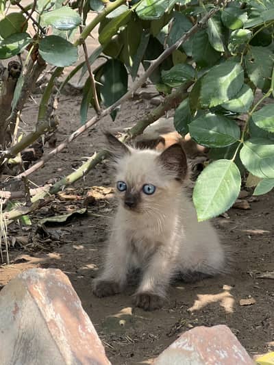 Scottish Fold Kitten/Siamese cat/female kitten/kitten/cat for sale