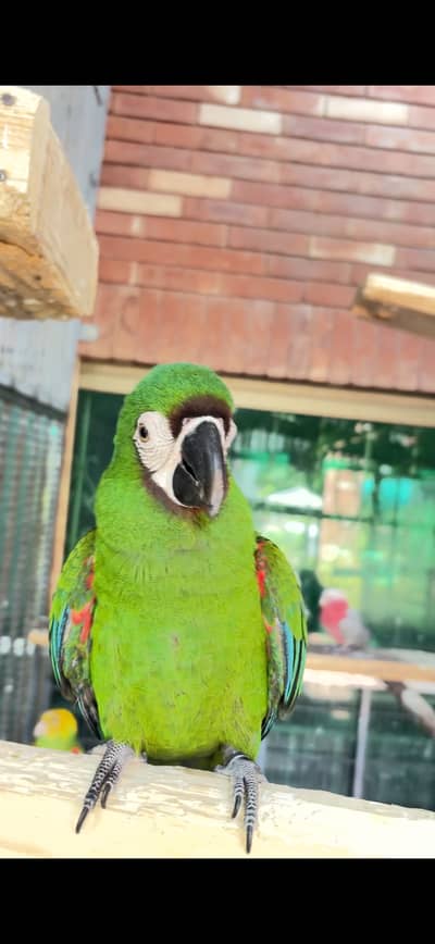 Chestnut/Severe Mini Macaw