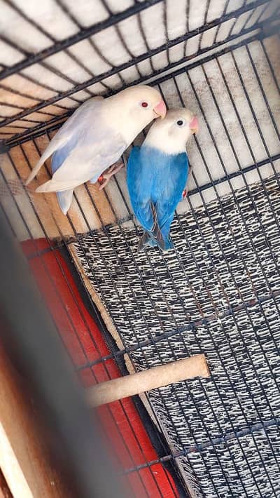 Love birds
