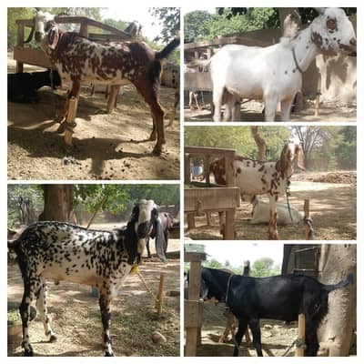 makhi cheeni male| beetal bakry| Desi bakra_teddy Goat |bakra |بکرا