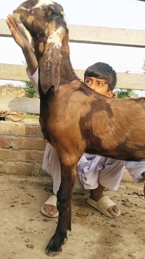 گجراتی بیتل 0