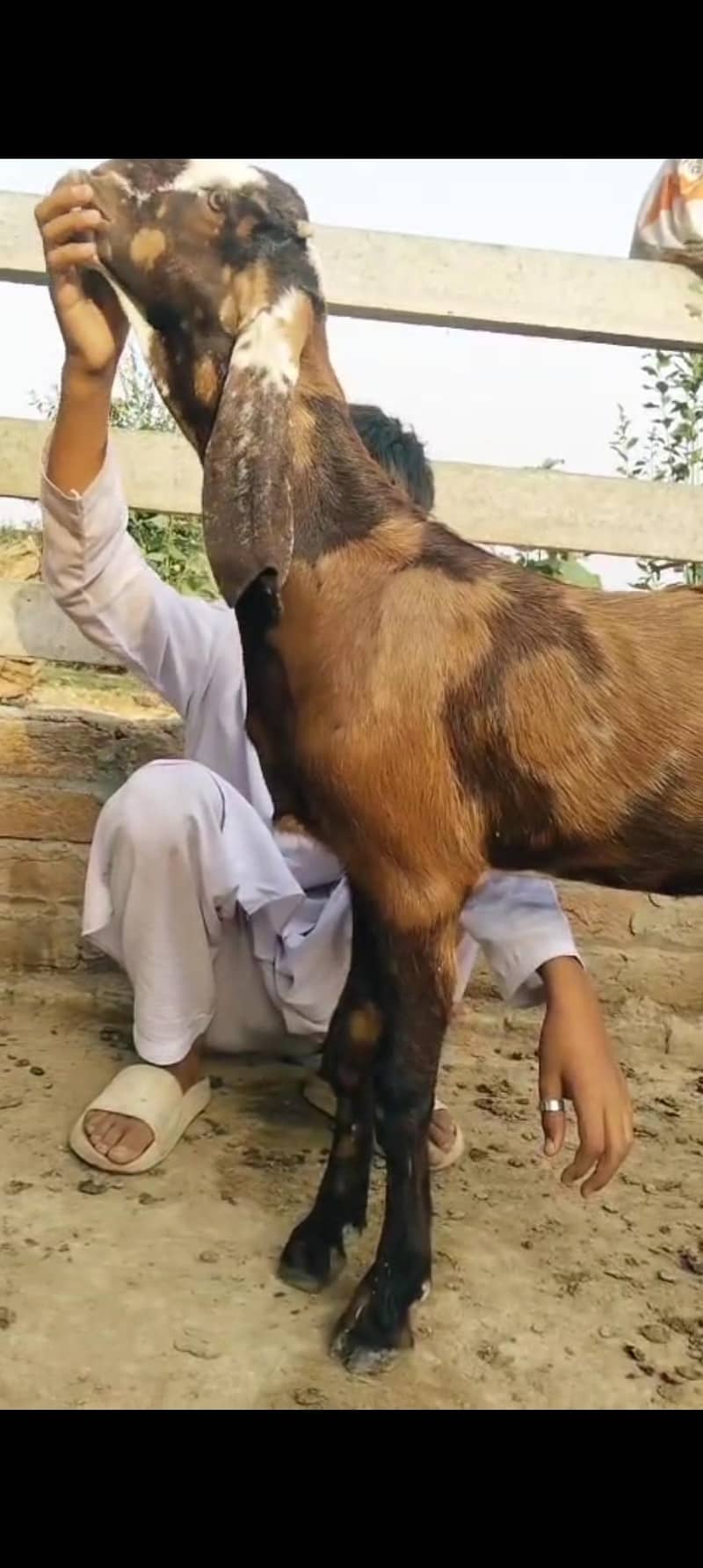 گجراتی بیتل 1
