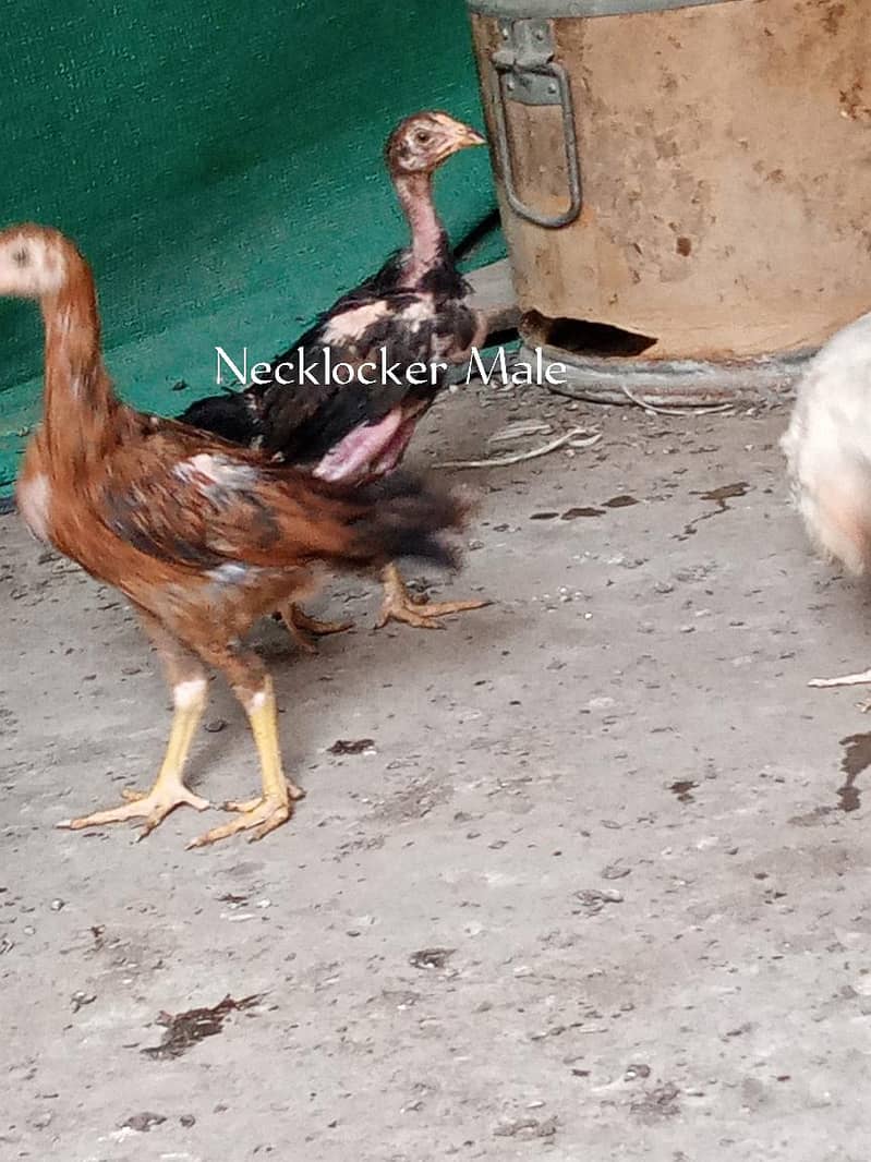Necklocker Breed 1