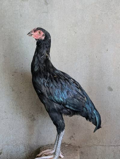 high quality Thai aseel female for sell. Whatsapp: 03159640025