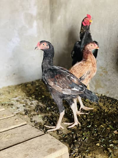 Aseel chick’s pair