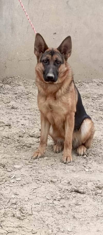 GSD Breeder for Sale