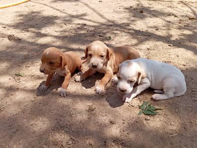 English Pointer puppy