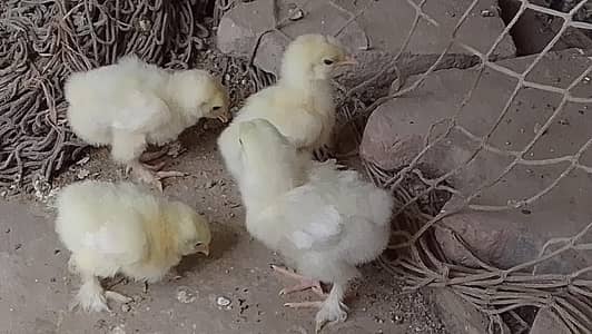 White Heavy Buff Cochin Chicks – Healthy & Active  15 Days Old