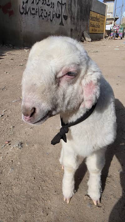 gulabi sheep