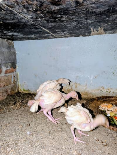 3 Paper white Heera chicks available for sell Whatsapp: 03159640025