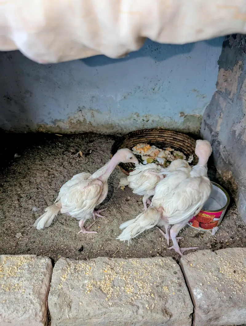 3 Paper white Heera chicks available for sell Whatsapp: 03159640025 — photo 2